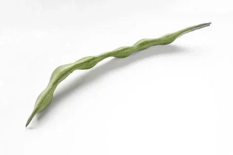 Bean pod close-up. Curved shape, with seeds inside. Space for text. Stock Photos