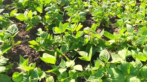 Bean pods grow in the field Stock Footage 200567789