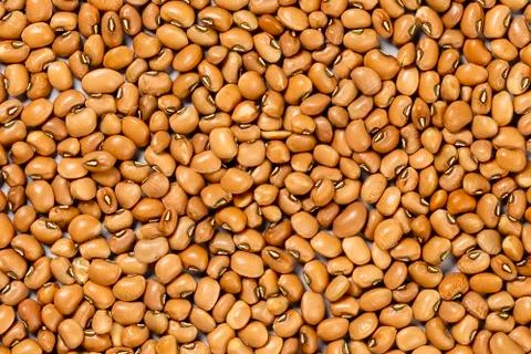 Bean ropes spread on the table for manual separation Stock Photos