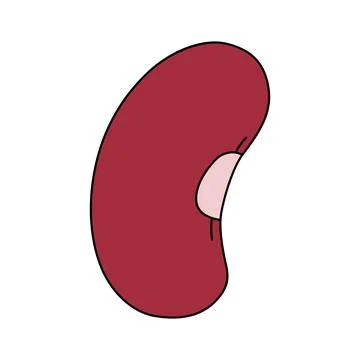 Bean seed in cartoon style. Vector illustration isolated on a white backgroun Ilustración de archivo