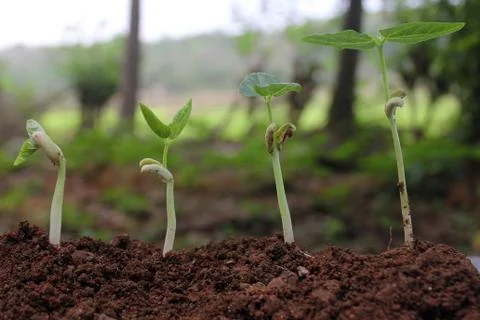 Bean seed germination different stages on nature background Foto stock