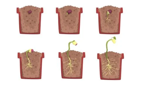Bean seed germination stages with a pot. Vector illustration. Stock Illustration