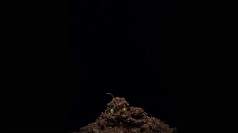 Bean seed growing on black background. Stock Footage 140109078