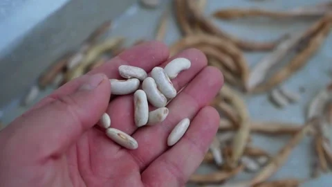 Bean seeding process,bean seeds for seedling,new crop bean seed, 库存影片 233289495