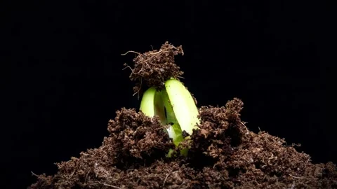 Bean seedling breaking through soil and growing Stock Footage 140108726