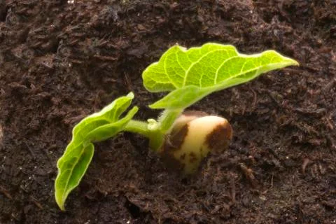 Bean seedling emerging from seed Stock Photos