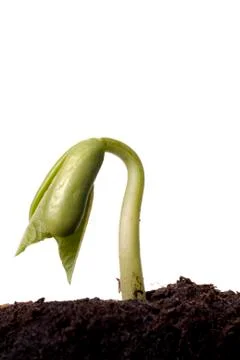 Bean seedling emerging from soil Stock Photos