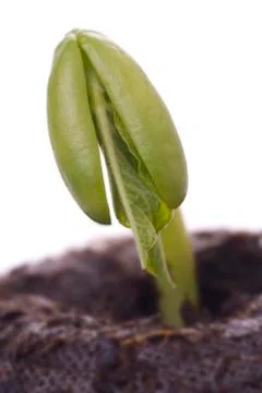 Bean seedling macro Stock Photos
