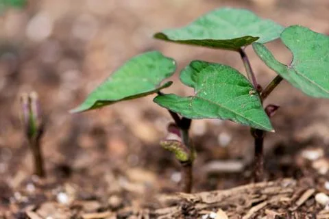 Bean Seedlings Closeup Stock Photos