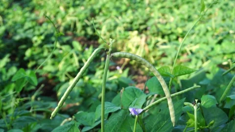 Bean species Vigna unguiculata subsp. unguiculate Video stock 291638580