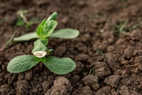 Bean sprout in the ground from a seed. Vegetable garden, agriculture, rural,  Stock Photos