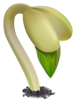 Bean sprout Stock Illustration