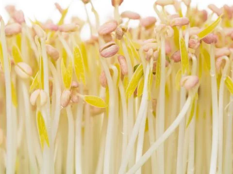 Bean sprout Stock Photos