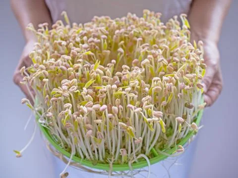Bean sprout Stock Photos