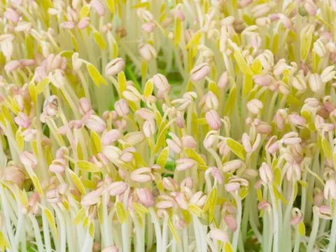 Bean sprout Stock Photos