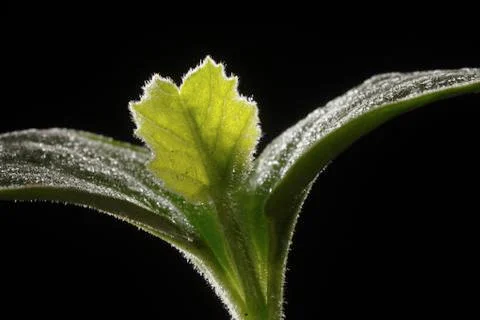 Bean Sprout Stock Photos