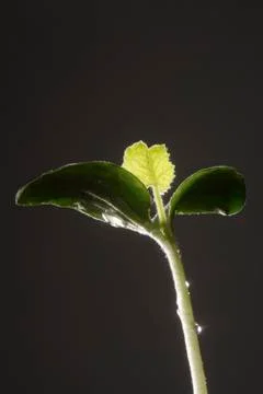 Bean Sprout 스톡 사진