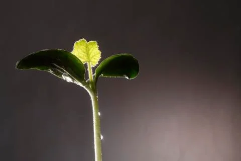 Bean Sprout Stock Photos