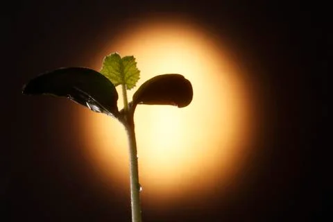 Bean Sprout Stock Photos