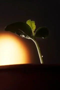 Bean Sprout 스톡 사진