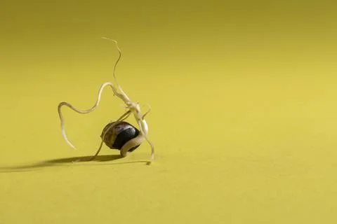 Bean sprout Stock Photos