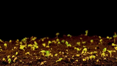 Bean Sprouts Closeup Stock Photos
