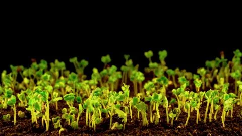 Bean Sprouts Closeup Stock Photos