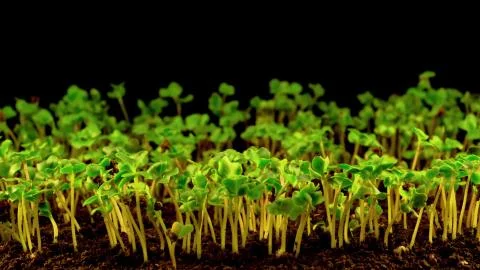 Bean Sprouts Closeup Stock Photos