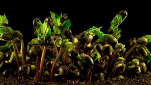 Bean Sprouts Closeup Stock Photos