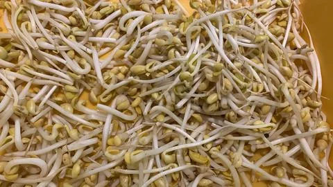 Bean sprouts on closeup view Stock Photos