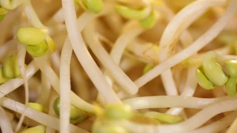 Bean sprouts, mung bean sprouts, yellow bean sprouts (2) Stock Footage 202208177