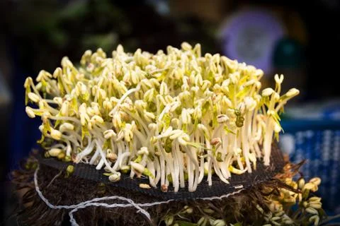 Bean sprouts Stock Photos