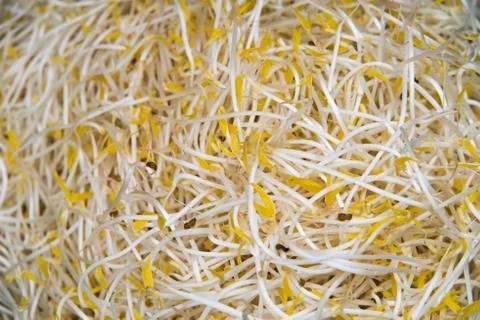 Bean sprouts Foto stock