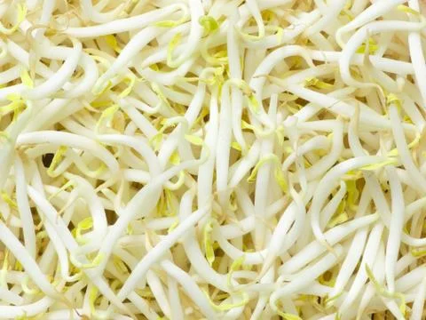Bean sprouts Stock Photos