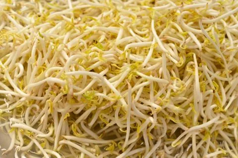 Bean sprouts Stock Photos