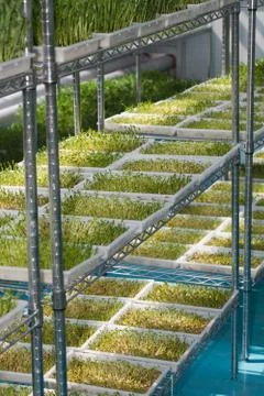 Bean sprouts Stock Photos