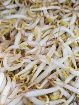 Bean sprouts Stock Photos
