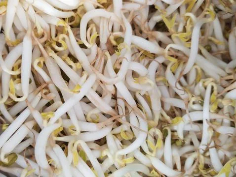 Bean sprouts Stock Photos