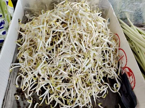 Bean sprouts Stock Photos