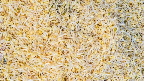 Bean sprouts photographed at close range. Healthy and Fresh Bean Sprouts. Stock Photos