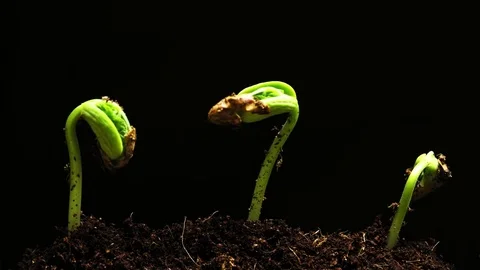 Bean sprouts, plant growth timelapse, 4k Time-lapse green grass growing, Clos Stock Footage