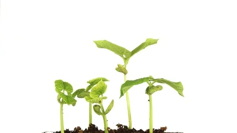 Bean Sprouts Plant Growth Timelapse Time Lapse Green Grass Growing Closeup