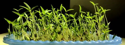 Bean sprouts turning towards the sun 動画素材 143221440