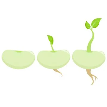 Bean sprouts. Vector illustration Stock Illustration