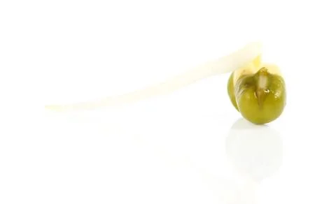Bean sprouts on white background Stock Photos