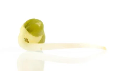 Bean sprouts on white background Stock Photos