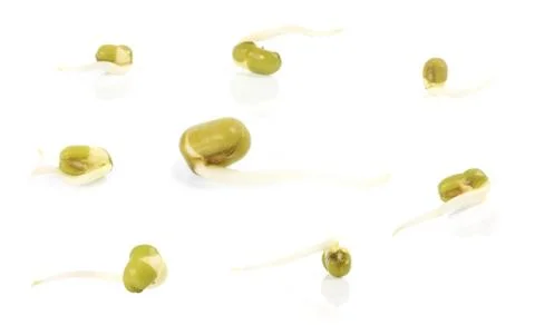 Bean sprouts on white background Stock Photos