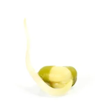 Bean sprouts on white background Stock Photos