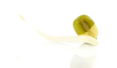 Bean sprouts on white background Stock Photos
