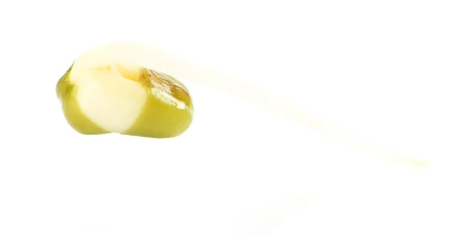 Bean sprouts on white background Stock Photos